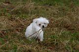 BICHON MALTAIS 146